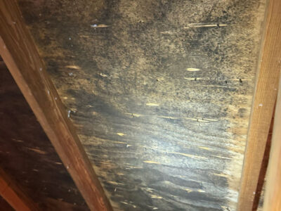 Moldy Board