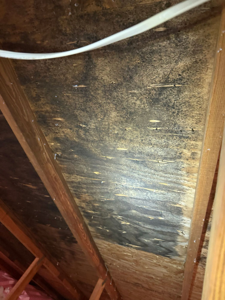 Dark mold growth on a water-damaged board in an Indianapolis home