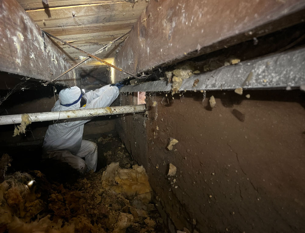 Removing Mold